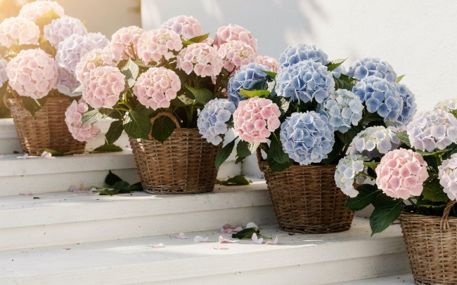 Hortensja - Hortensja: Królowa letniego ogrodu o zmieniających się kolorach