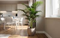 Howea forsteriana - Kentia: Elegancka palma do cienia