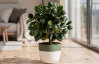 Citrus hystrix - Limonka Kaffir o magicznym aromacie