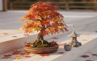 Acer palmatum - Japońska piękność