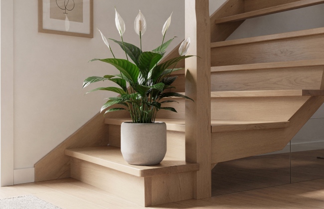 Spathiphyllum - Skrzydłokwiat: Biała elegancja dla ciemnych kątów