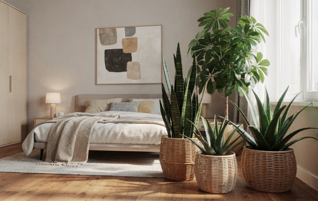 Rośliny do sypialni - Tlen nawet podczas snu