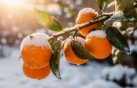 Odporne cytrusy - Cytrusy, które przetrwają wszystko