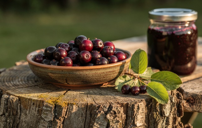 Amelanchier - Irga: Drzewo z trzema sezonami piękna 