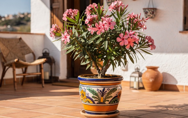 Nerium oleander - Oleander, śródziemnomorska piękność pełna zapachu