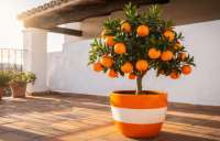 Drzewo pomarańczowe - Słoneczne drzewo pełne witamin