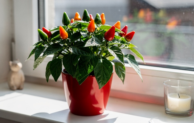 Solanum capsicastrum - Gdy krzew płonie kolorem przez całą zimę