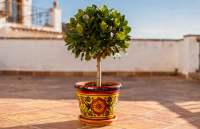 Laurus nobilis - Laur, symbol zwycięstwa i smaku