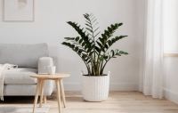 Zamioculcas - Niezniszczalne piękno dla każdego domu